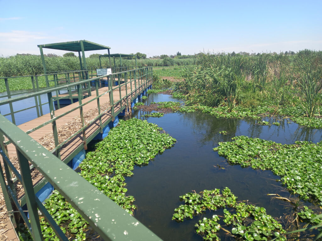One of the sites where the raw material (water hyacinth) is harvested to produce Thekga products (Picture: Supplied)