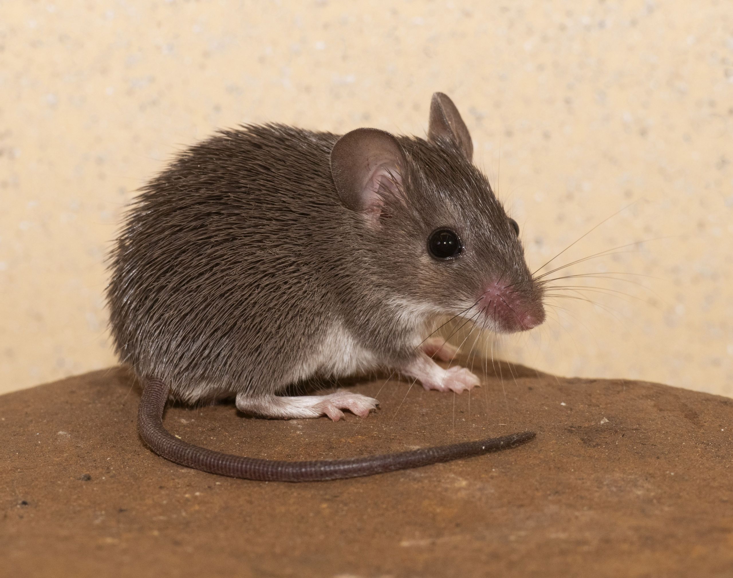 Acomys spinosissimus_ Southern African Spiny Mouse