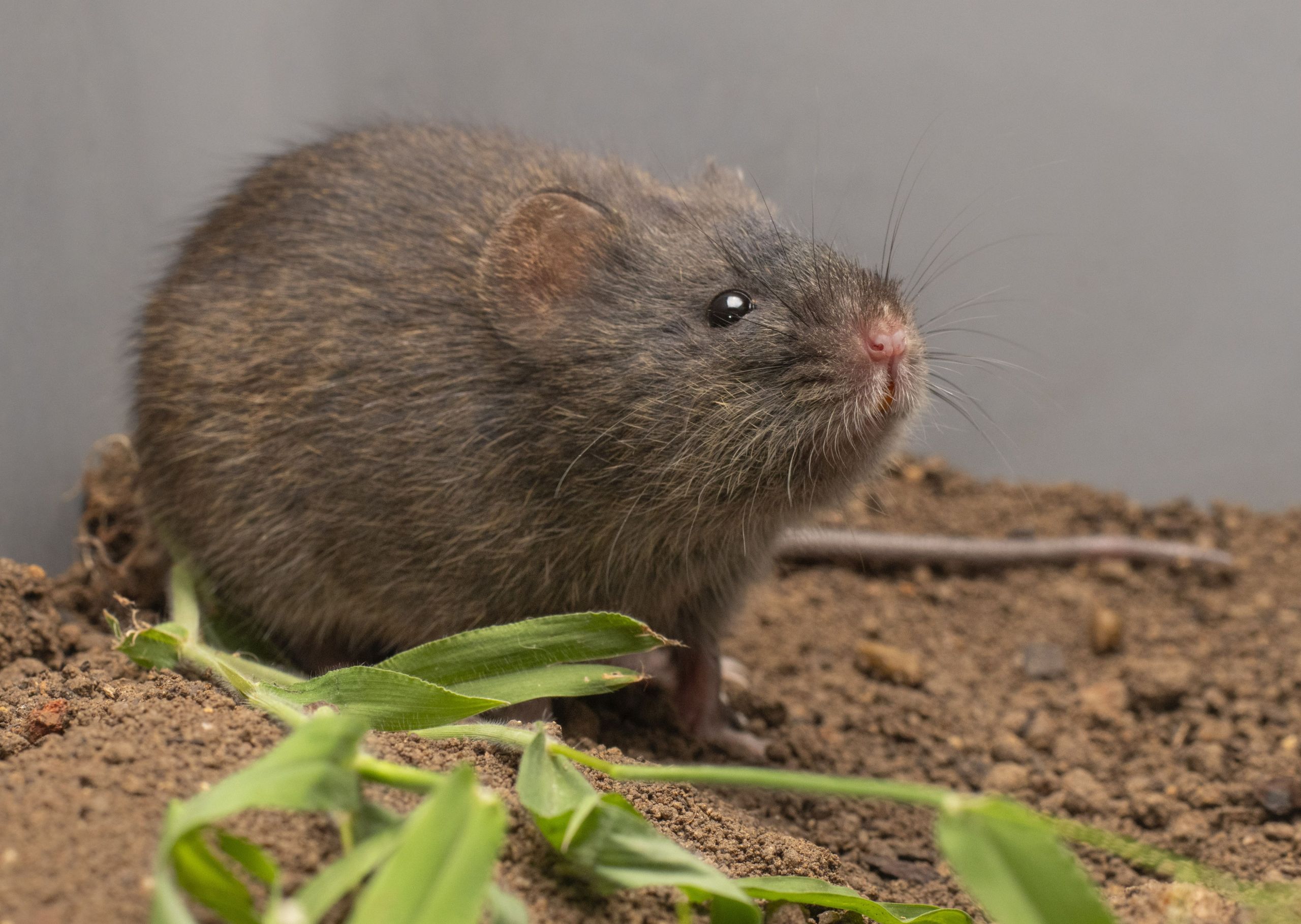 Dasymys incomtus_African Shaggy Rat