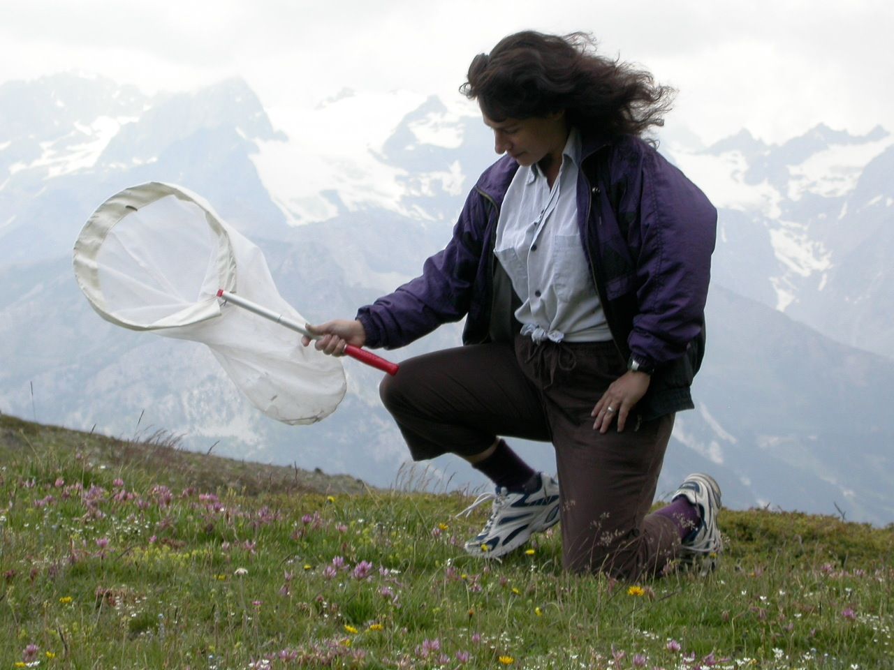 Dr Camille Parmesan catching butterflies during her research. Photo by Michael Singer.