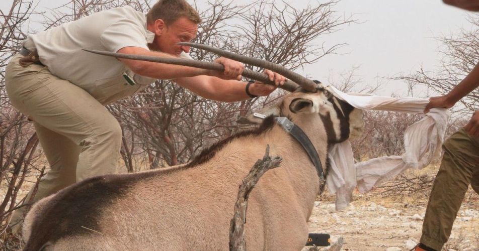 Gemsbok-capture-scaled-e1739795752522