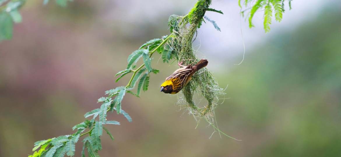 Harmony-with-Nature