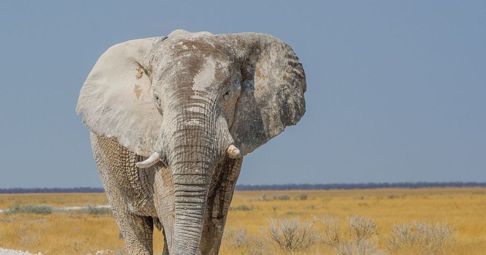 Elephant-scaled-e1739795869375
