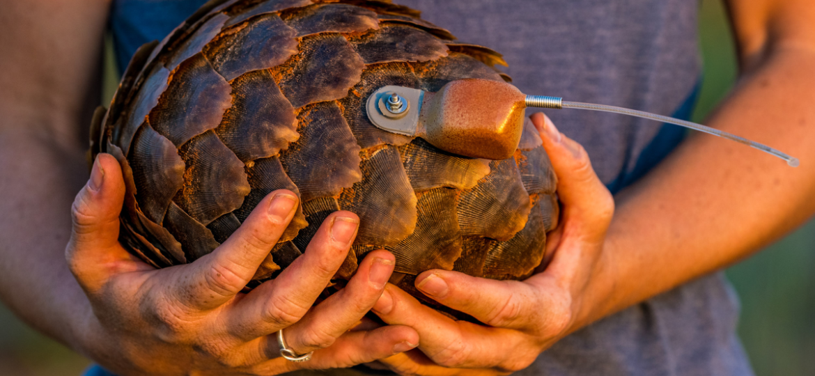 Pangolin-by-Marcus-Westberg
