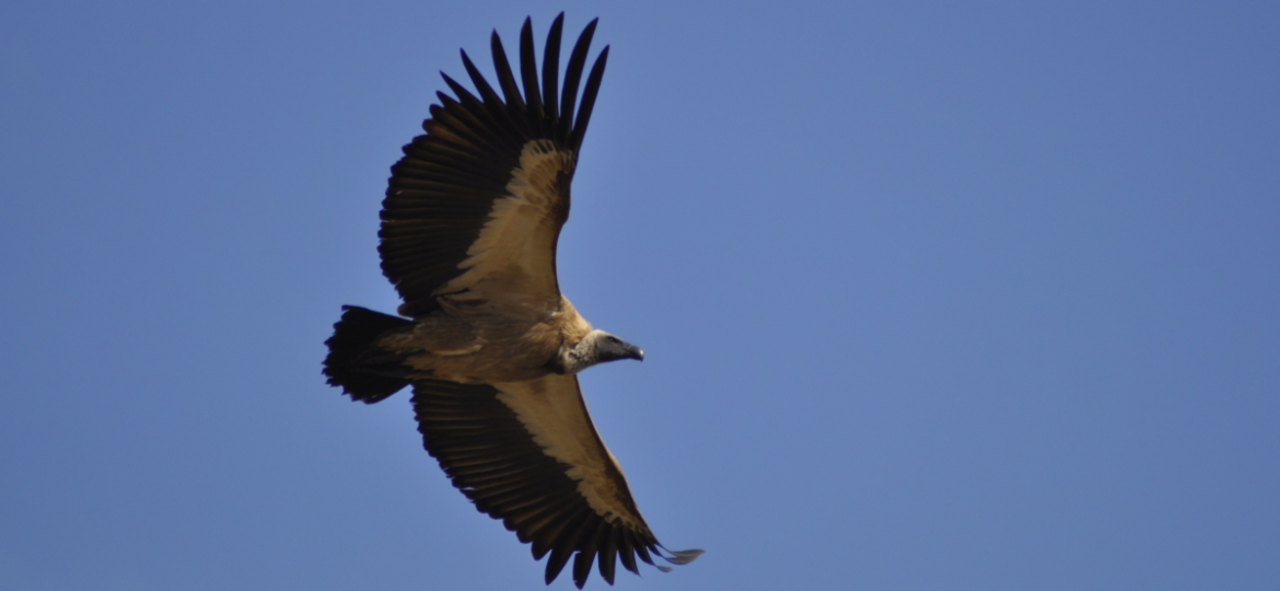 White-backed-vulture