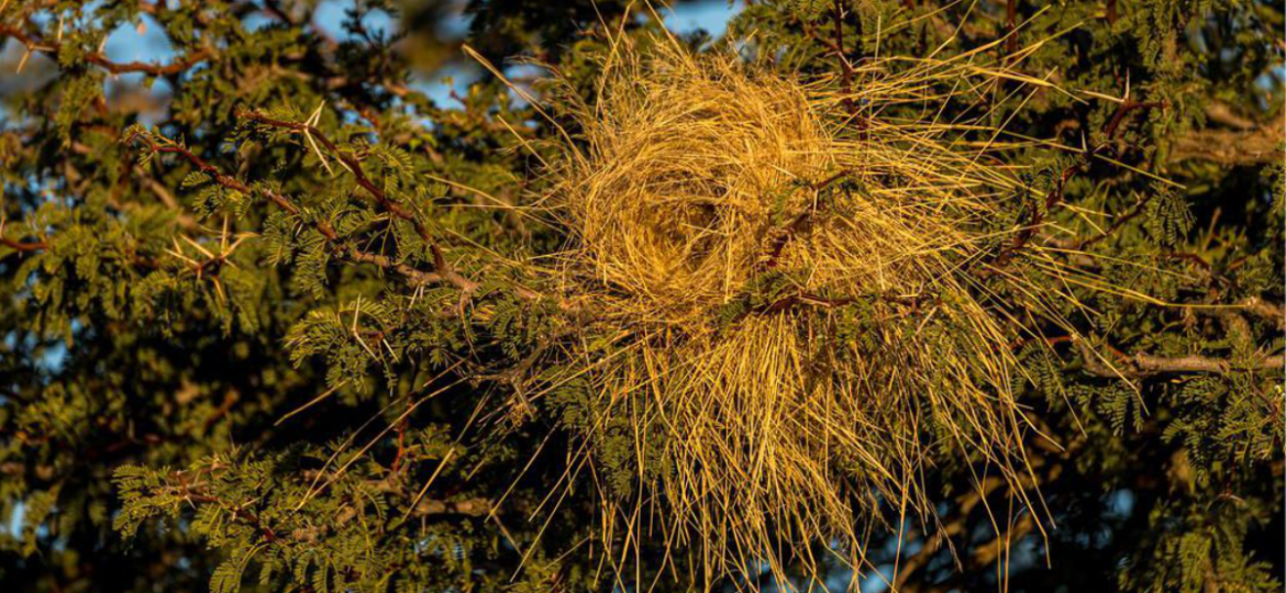 White-browed-sparrow-weaver-nest-by-Marcus-Westberg