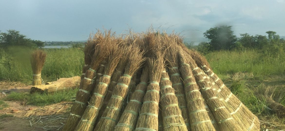 Thatch Grass in Murchison Falls Uganda