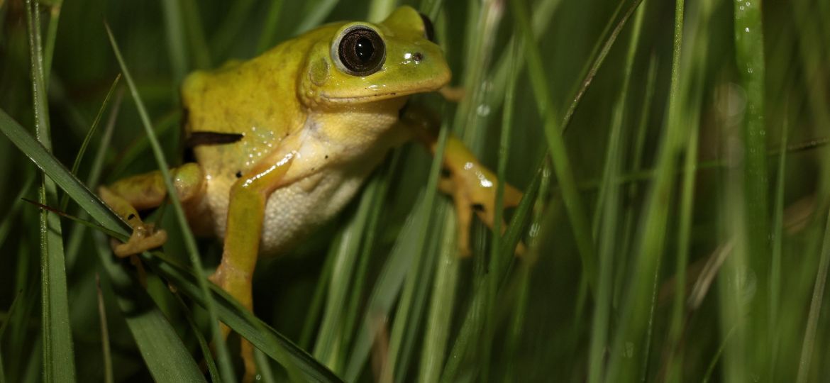 Leptopelis xenodactylus_Long-toed Tree Frog_Keir Lynch